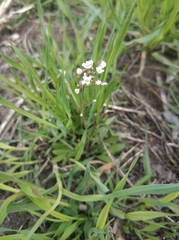 Capsella bursa-pastoris