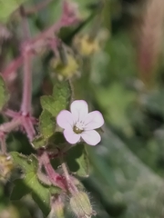 Geranium rotundifolium