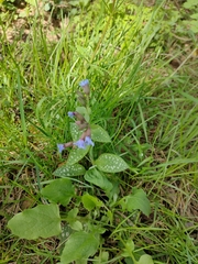 Pulmonaria saccharata
