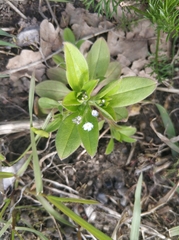 Myosotis sparsiflora
