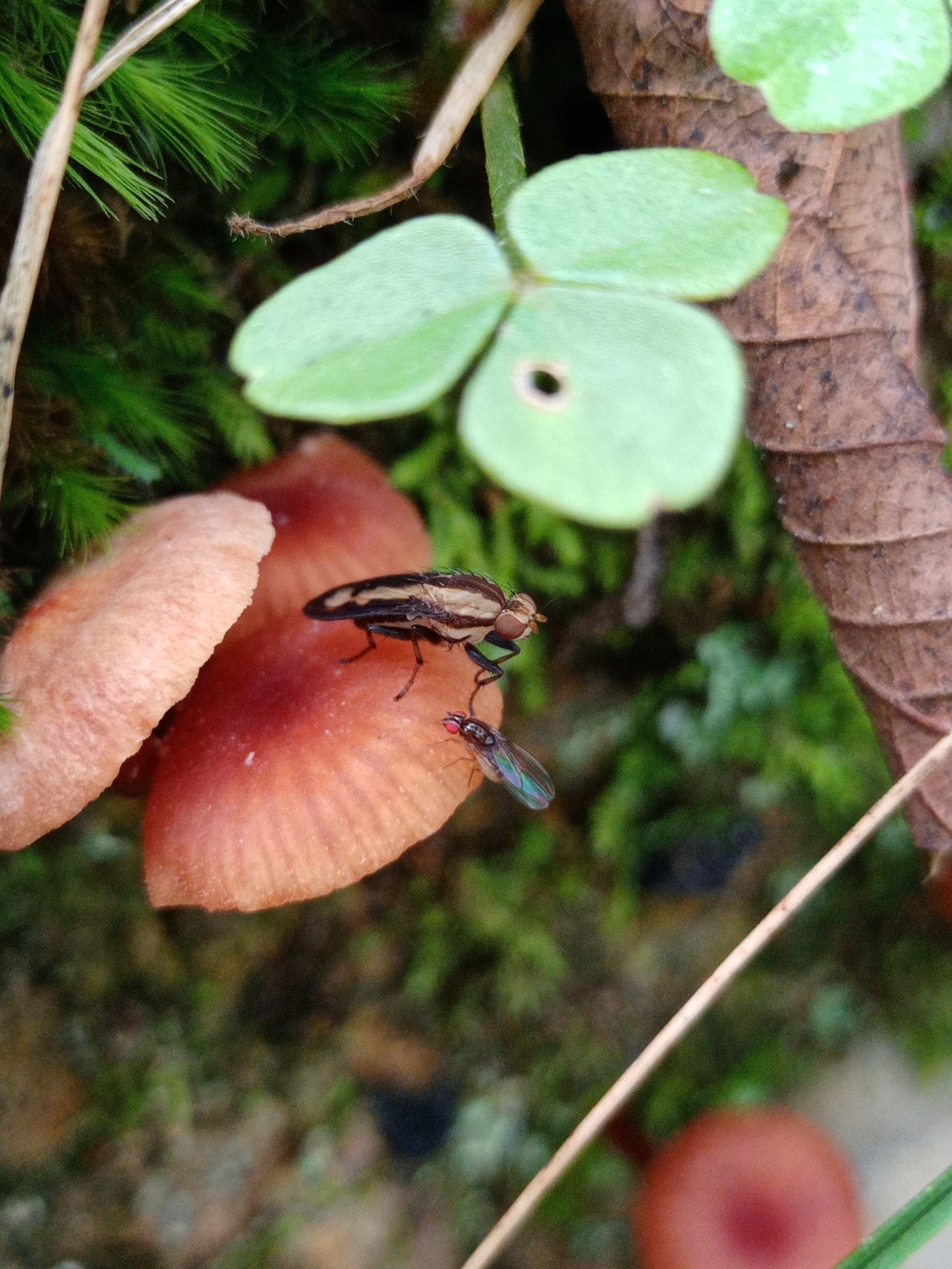 Heleomyzidae image