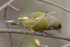 Chloris chloris