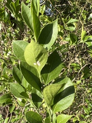 Schaefferia frutescens