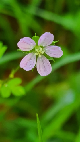 Geranium homeanum