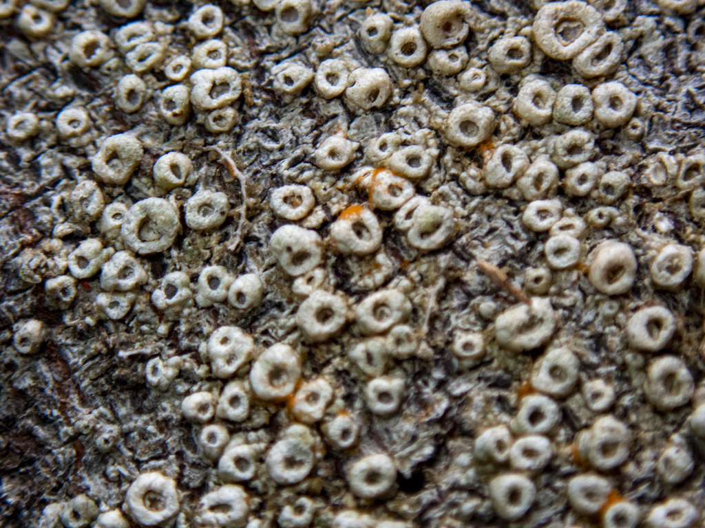 Bark Barnacles