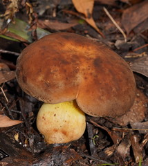Phylloporus clelandii