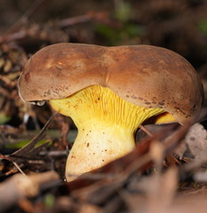 Phylloporus clelandii