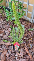 Mimetes capitulatus