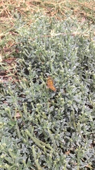Phyciodes graphica graphica