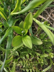 Myosotis sparsiflora