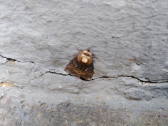 Abrostola triplasia