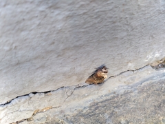 Abrostola triplasia