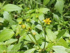 Wollastonia biflora