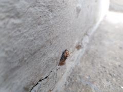Abrostola triplasia