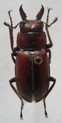 Prosopocoilus jakowleffi