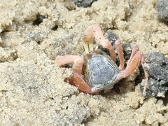 Dotilla myctiroides