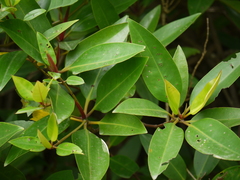 Rhizophora apiculata