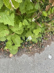 Alliaria petiolata