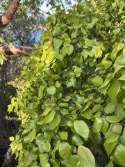 Heteropterys purpurea