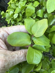 Heteropterys purpurea