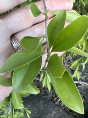 Schaefferia frutescens