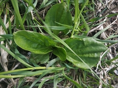 Plantago major