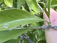 Schaefferia frutescens