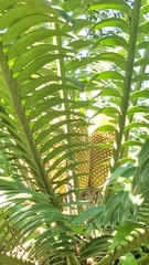 Encephalartos