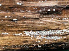 Propolis farinosa