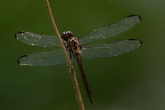Libellula incesta