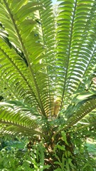 Encephalartos