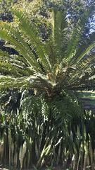 Encephalartos