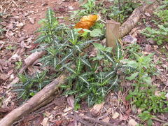 Acanthus ueleensis