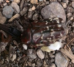 Euphoria leucographa