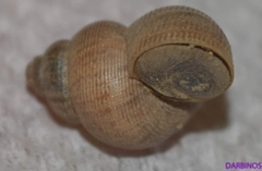 Pomatias elegans