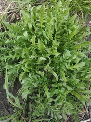 Capsella bursa-pastoris