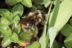 Bombus mixtus
