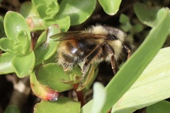 Bombus mixtus