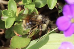 Bombus mixtus