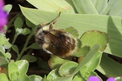 Bombus mixtus