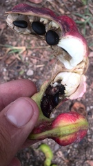 Pithecellobium insigne