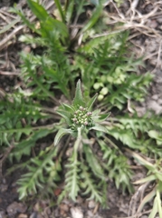 Capsella bursa-pastoris