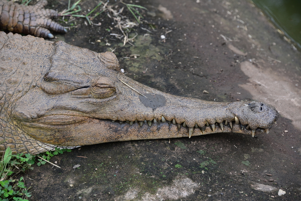 African Slender-Snouted Crocodile
