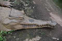 Mecistops cataphractus