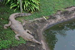 Mecistops cataphractus