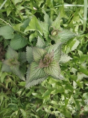 Lamium album