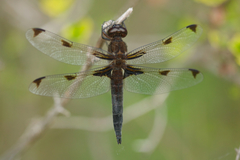 Libellula angelina