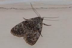 Mecothrix abyssinica