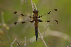 Libellula angelina