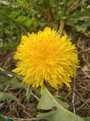 Taraxacum officinale